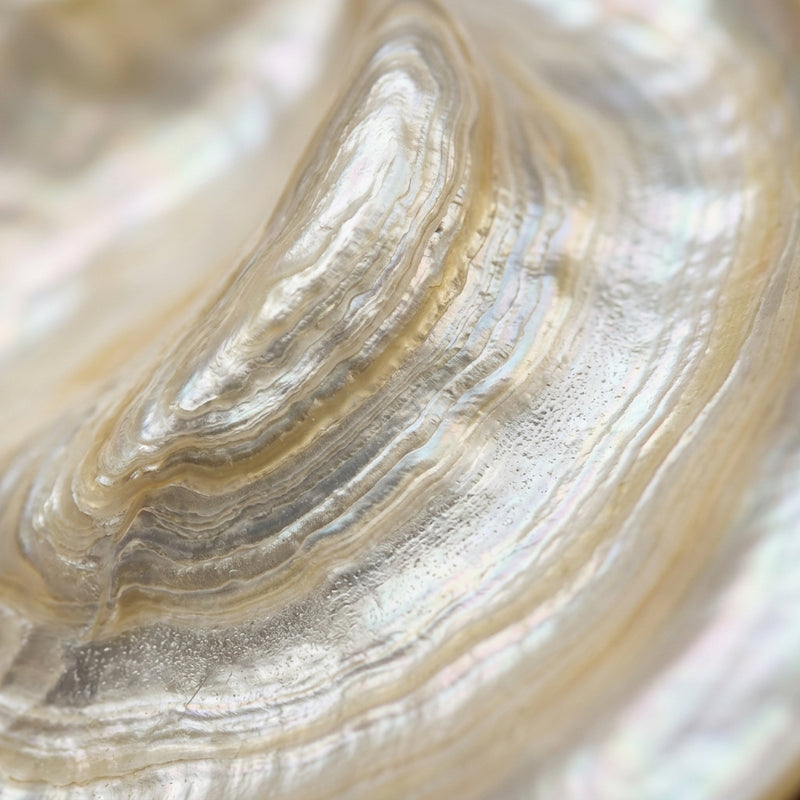 SHELL